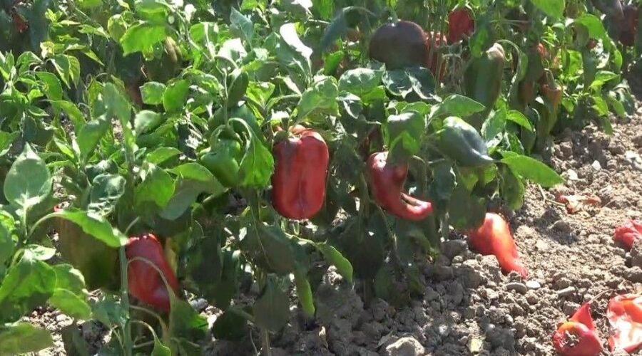 bafra ovasinda kapya biber hasadi Je2wFtt2