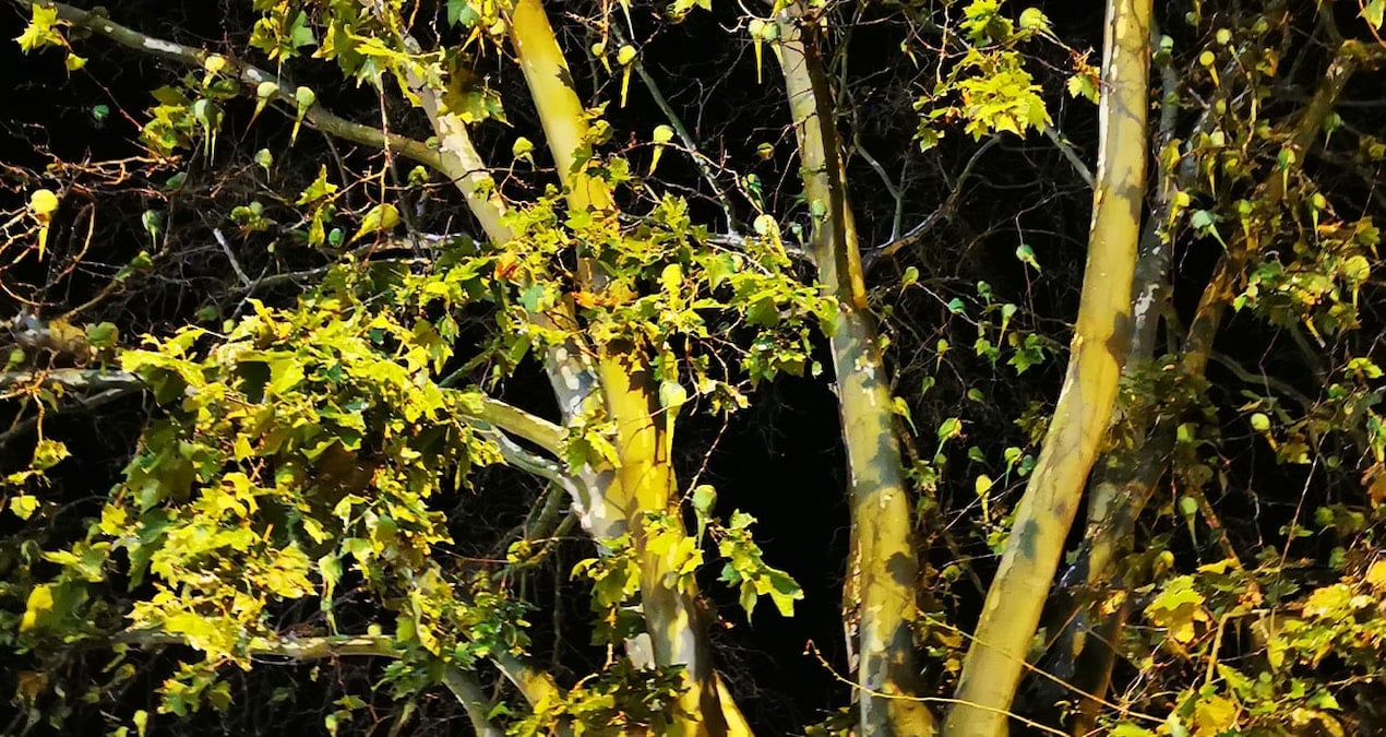 cogu kisi varligina bile inanmiyordu 100 yil sonra yeniden goruldu VJb5vrHT