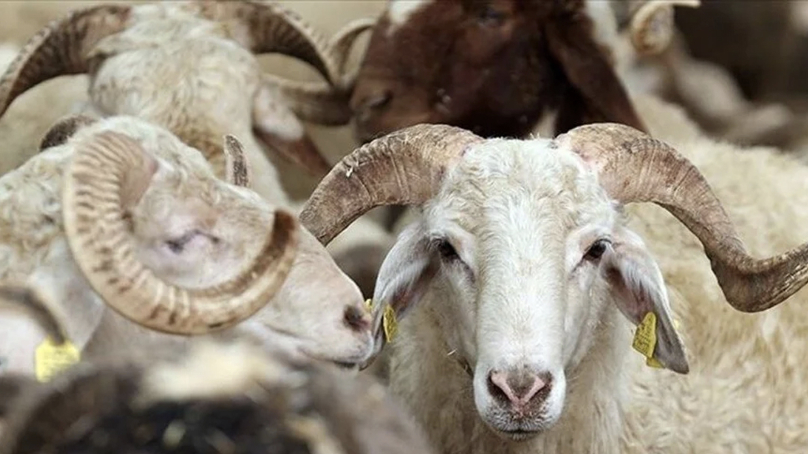 tigem 3 bin 200 reforme kucukbas hayvan satacak 3kVMdcFY