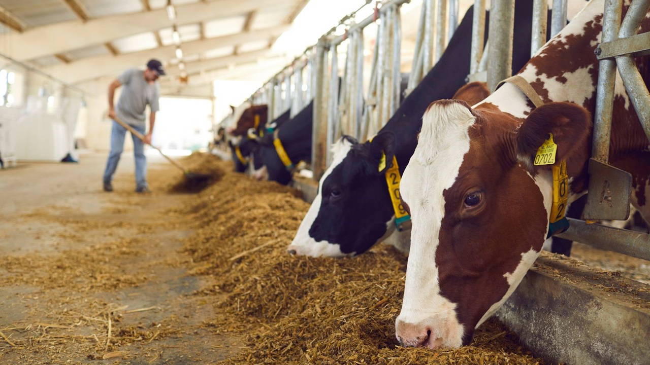 tuik yayimladi hayvancilikta dikkat ceken artis b7qJGw8u