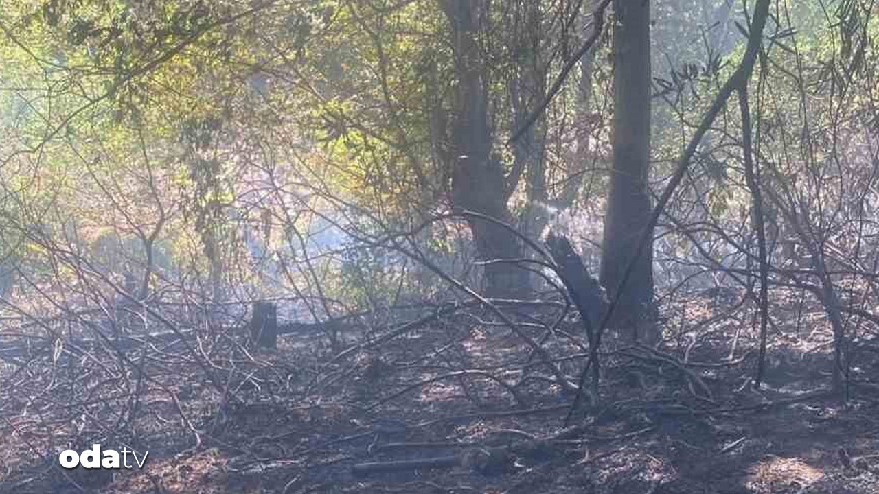 zonguldakta orman yangini 7v67Mjfc