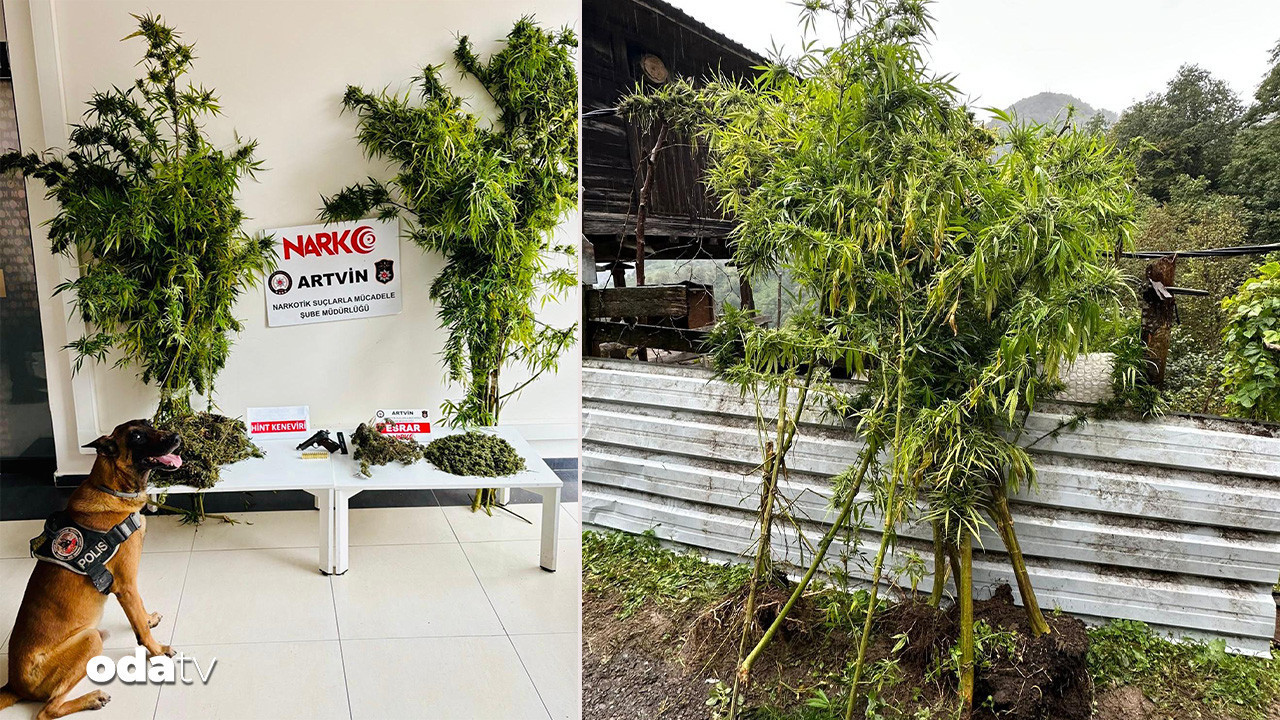 artvinde 1 kilo 151 gram esrar ele gecirildi uGRI1Owc.jpg