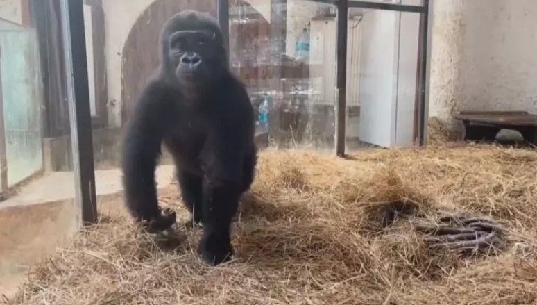 nijeryaya gidecekti goril zeytin turkiyede kalacak Ld1RUGrP.jpg