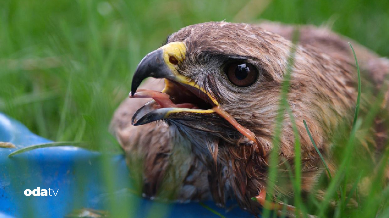 sahin avi pahaliya patladi neler cikti neler QhNX4FUW.jpg