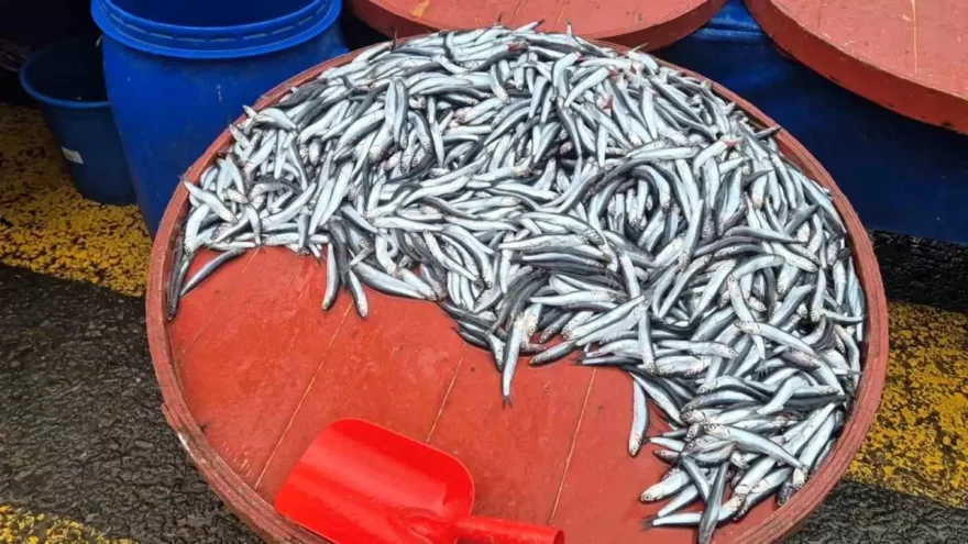 Hamsi Fiyatları Rekor Seviyeye Ulaştı: 200 Lira!
