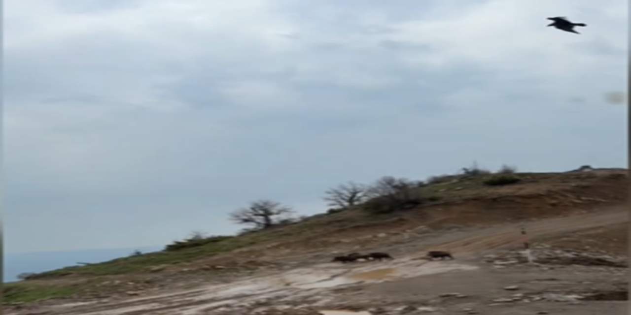 kartalin-domuz-avini-anbean-yakaladi-10-metre-onunde-yasandi-uaie126q