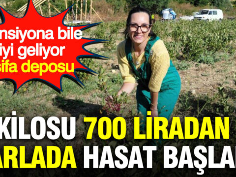 Kilosu 700 liradan tarlada hasat basladi tansiyona bile iyi geliyor sifa deposu ksWn6nwG