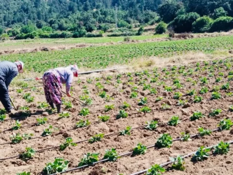 Turkiyenin fasulye ve barbunya deposu camyaylada hasat zamani 1U2vCO7W