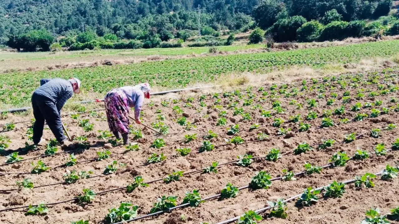 Turkiyenin fasulye ve barbunya deposu camyaylada hasat zamani 1U2vCO7W